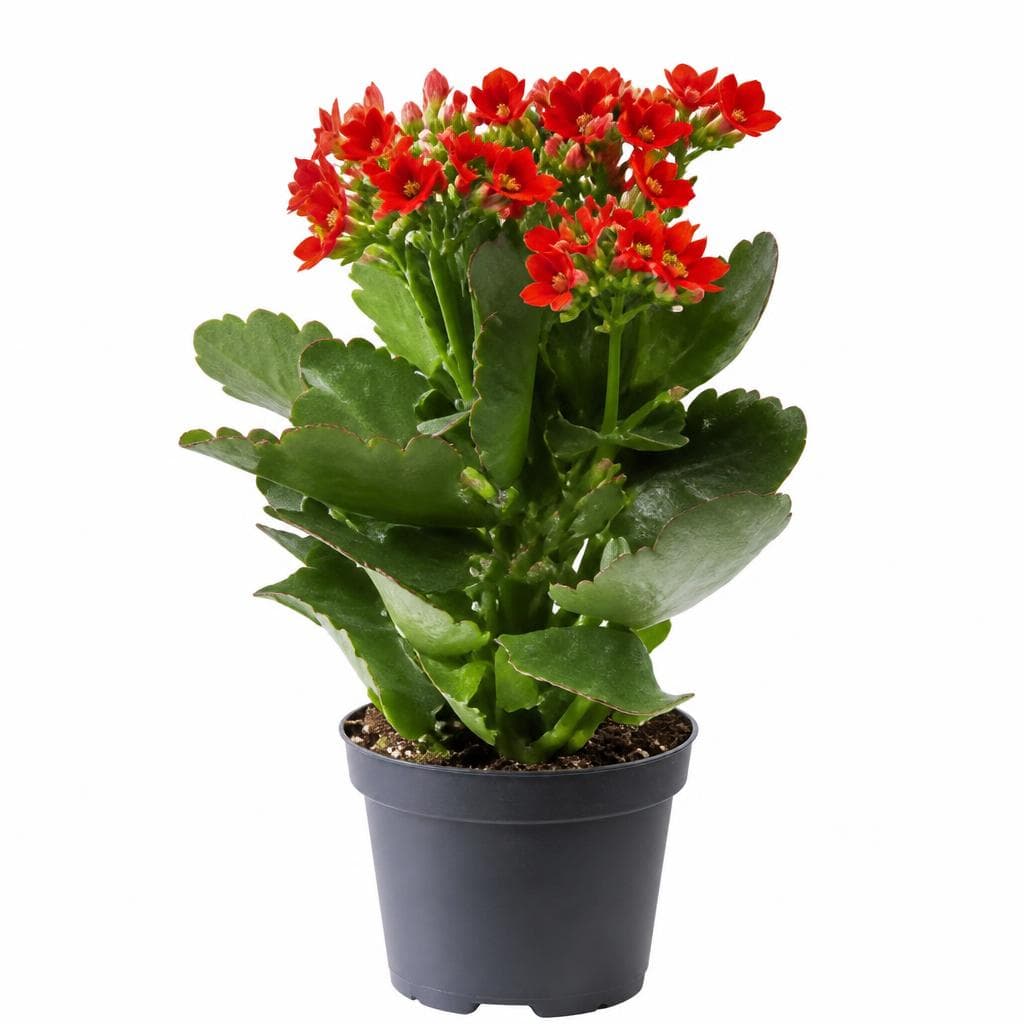 Kalanchoe, vaso ø 12 cm – Penny