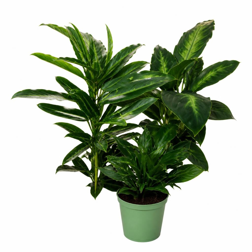 Piante verdi mix Vaso Ø 12 cm, Altezza 20-40 cm in offerta da Lidl