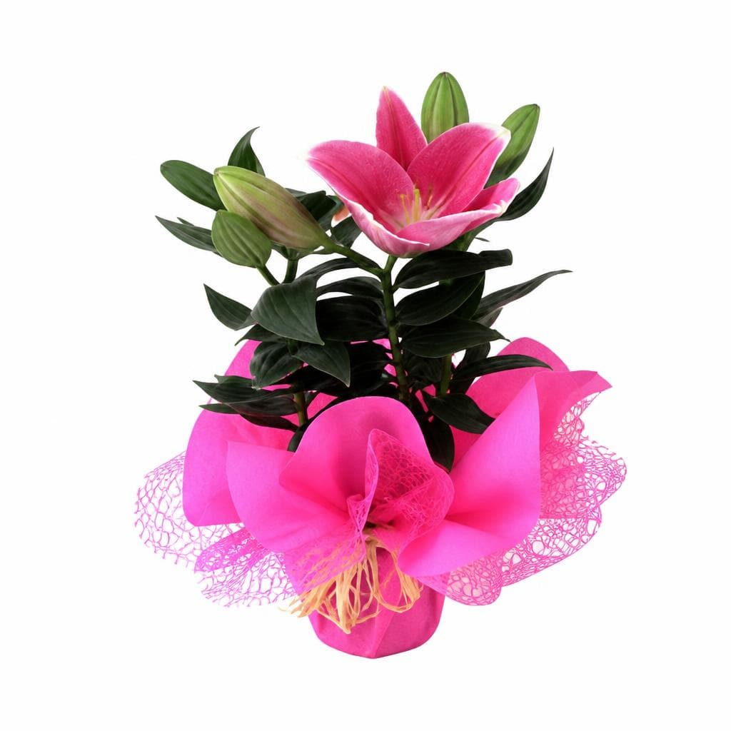 Lilium – Iper La grande i