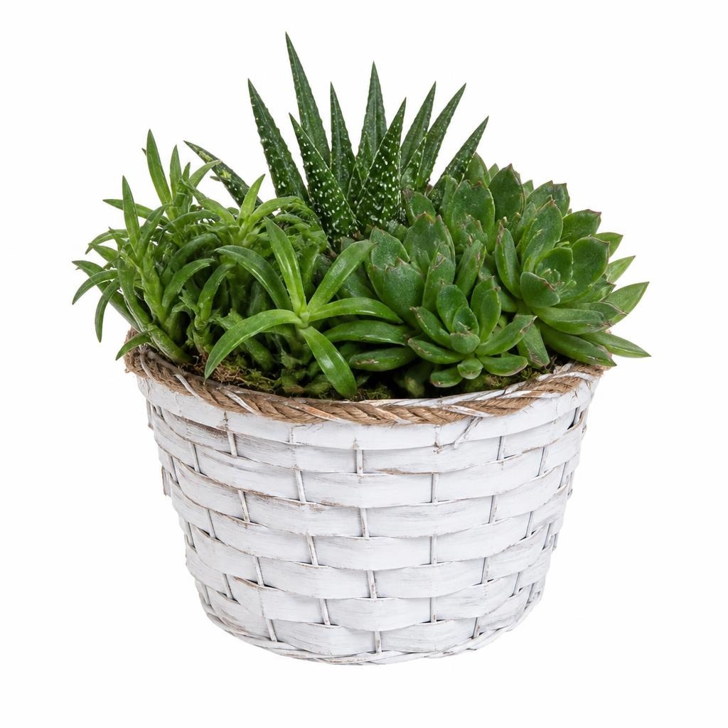Succulente in cestino Vaso Ø 10,5 cm in offerta da Lidl