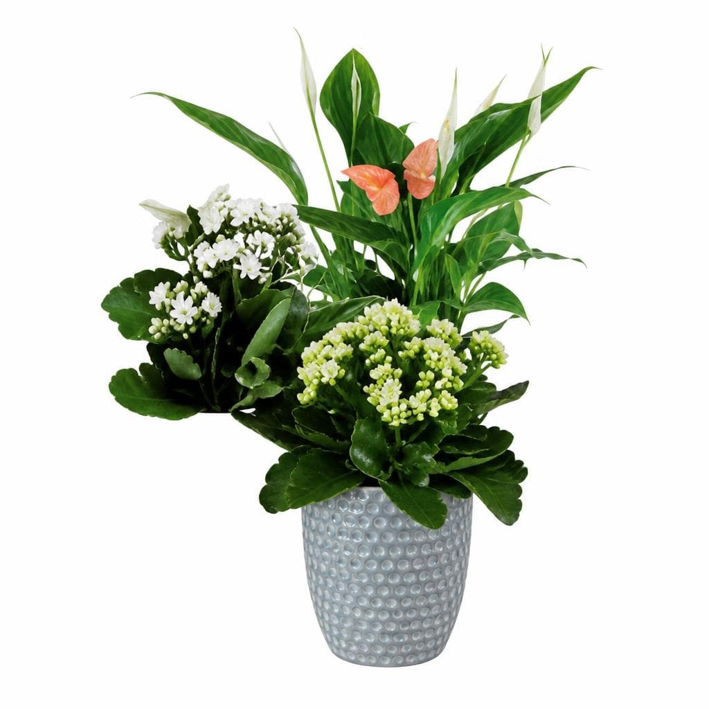 Piante fiorite, Vaso in ceramica Ø 11 cm, Altezza 22-33 cm – Lidl