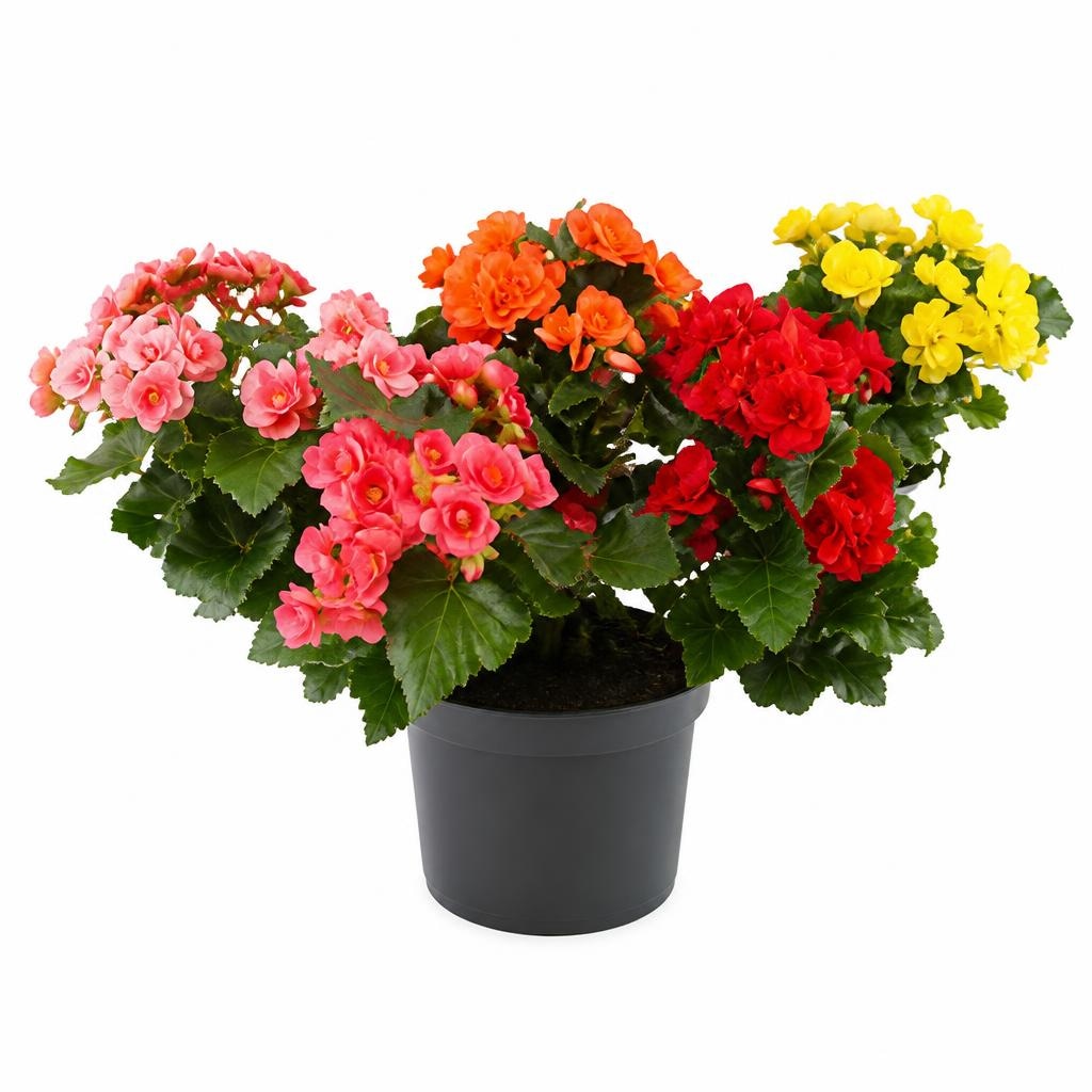 Begonia Ø cm 12 - Offerta nel negozio Bennet