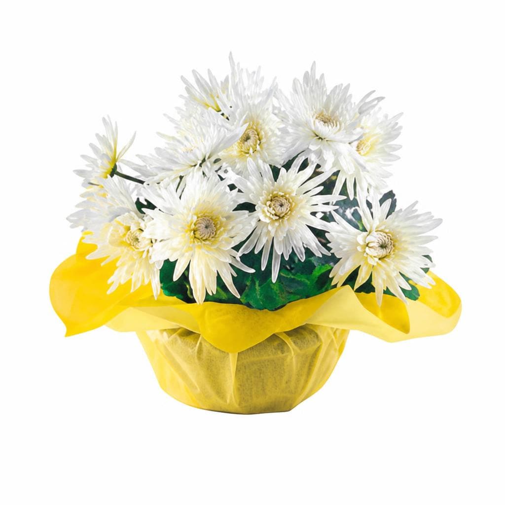 Crisantemi, Ø 20 cm – Esselunga
