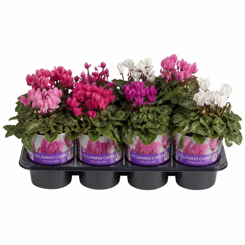 Ciclamino Carino Verano Mix in offerta da Coop
