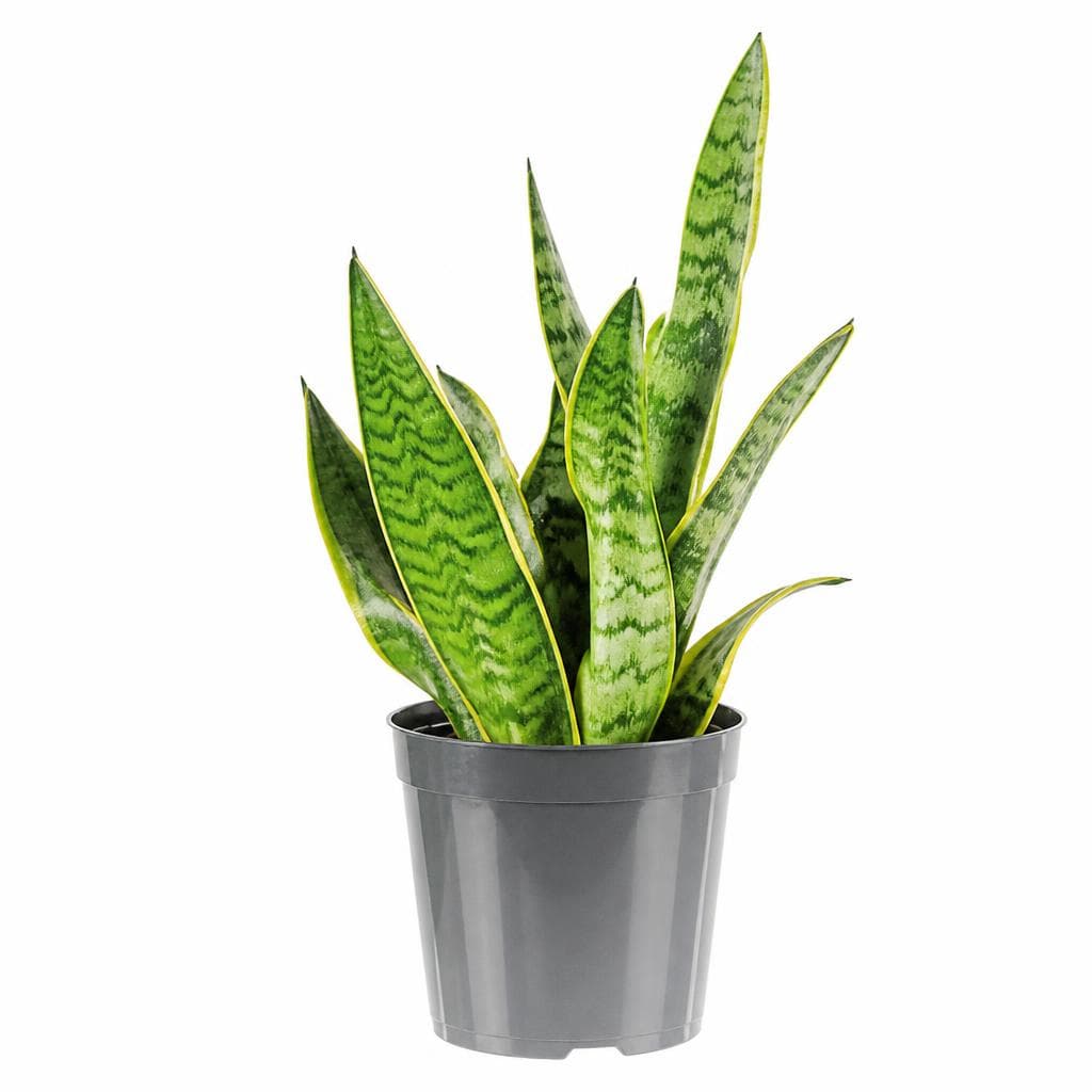 Sanseveria, Vaso Ø 8,5 cm, Altezza 32-35 cm – Lidl