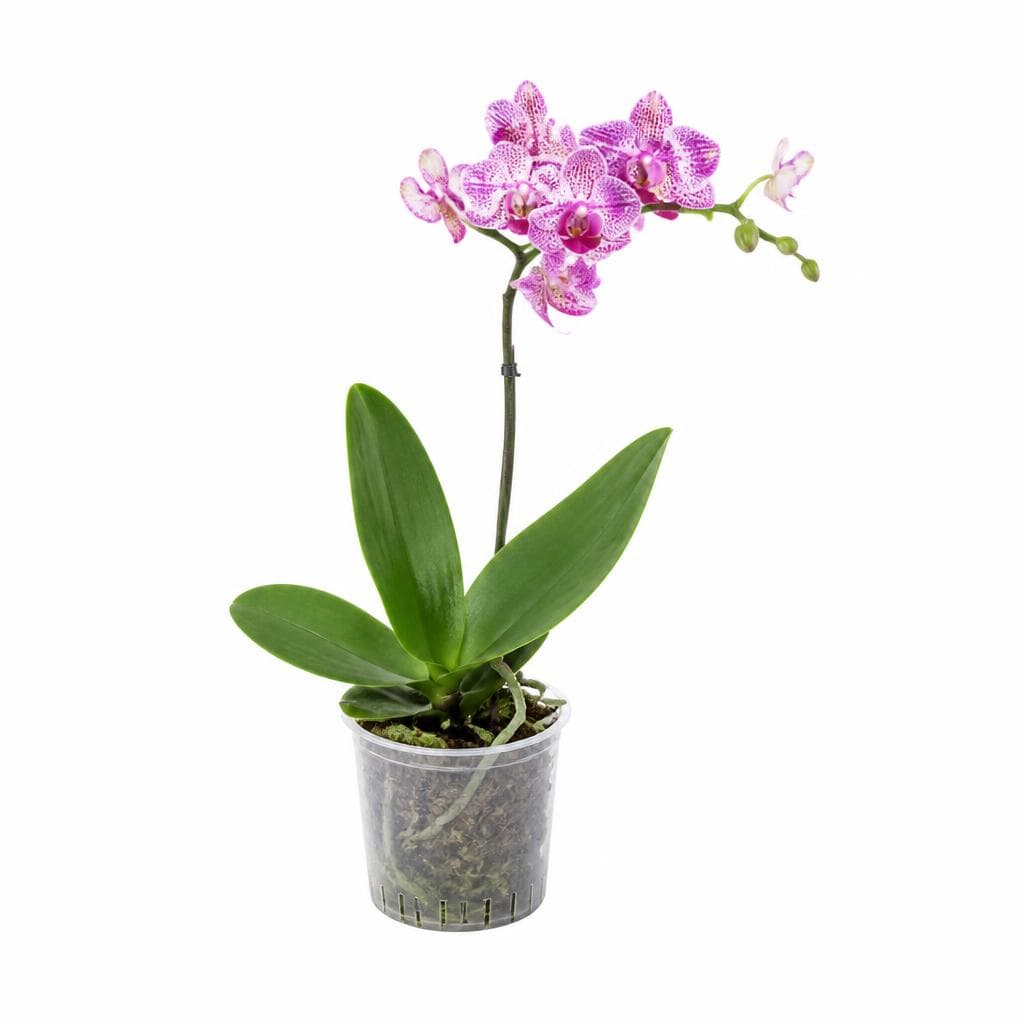 Orchidea 1 ramo, vaso ø 12 cm – Penny
