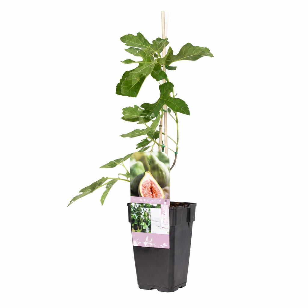 Ficus Carica Vaso Ø 12 cm, Altezza 55-75 cm - Offerta nel negozio Lidl
