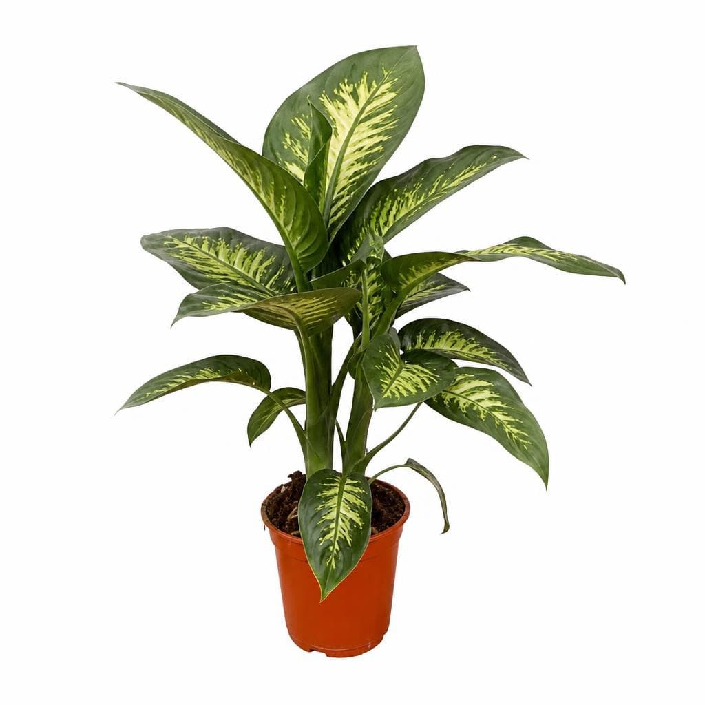 Dieffenbachia Tropic – Iper La grande i